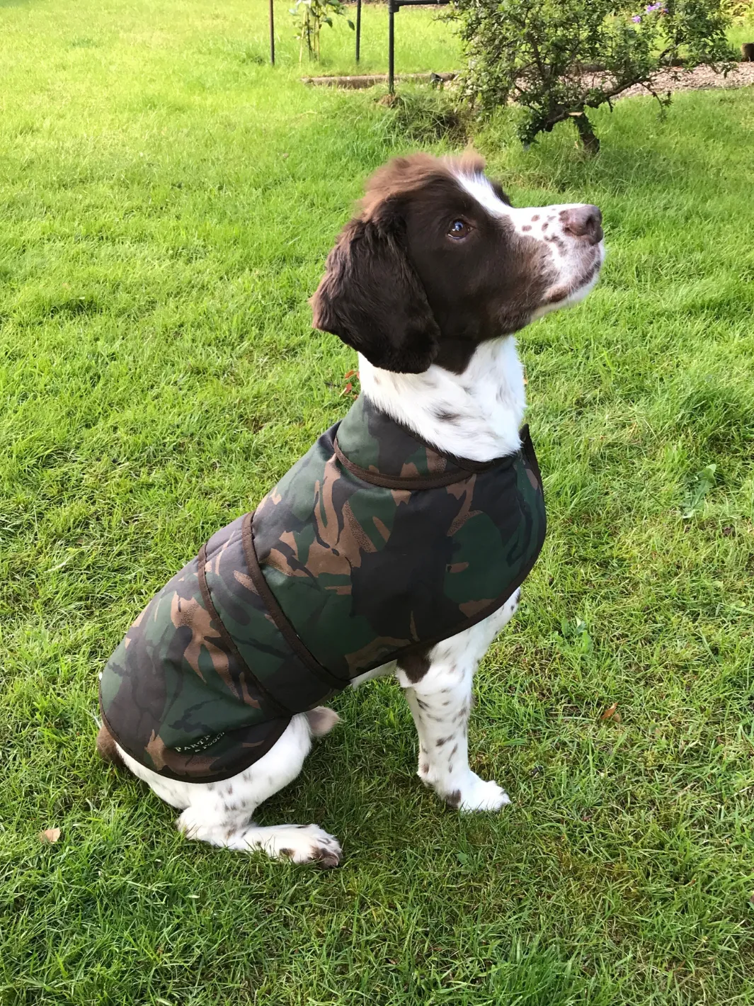 Dog Coat - Camo Wax