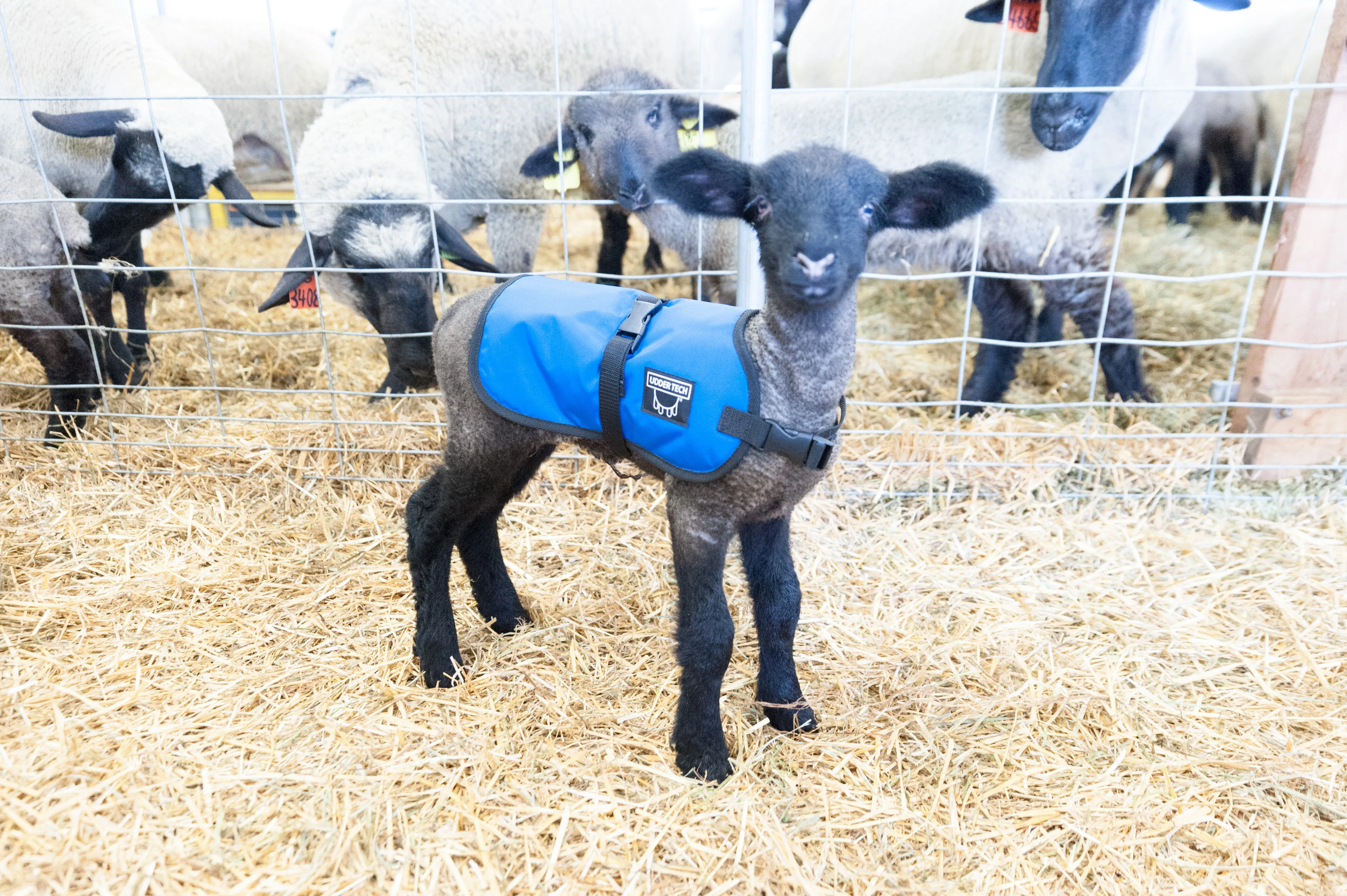 Kid & Lamb Blankets